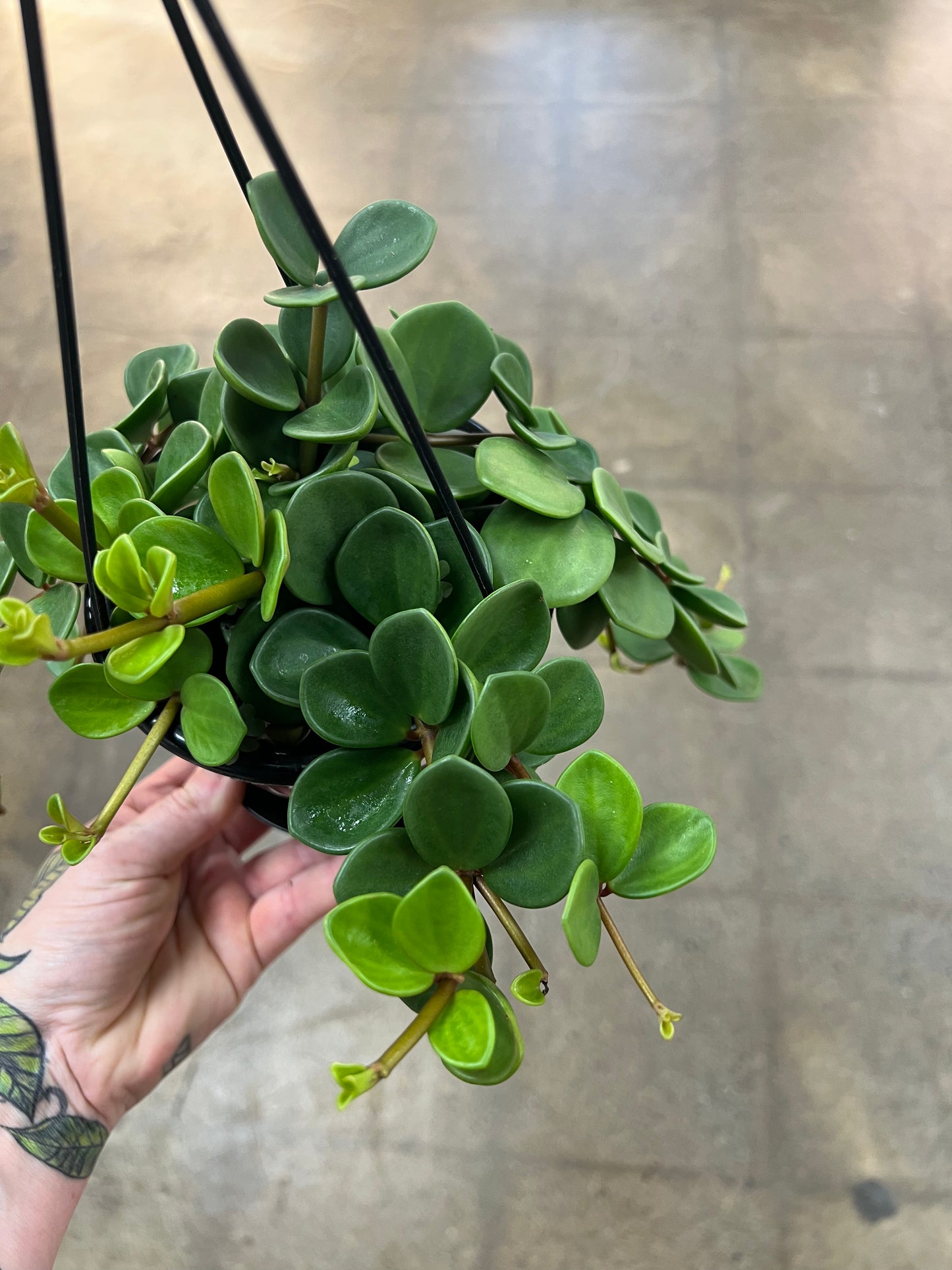 Peperomia Hope