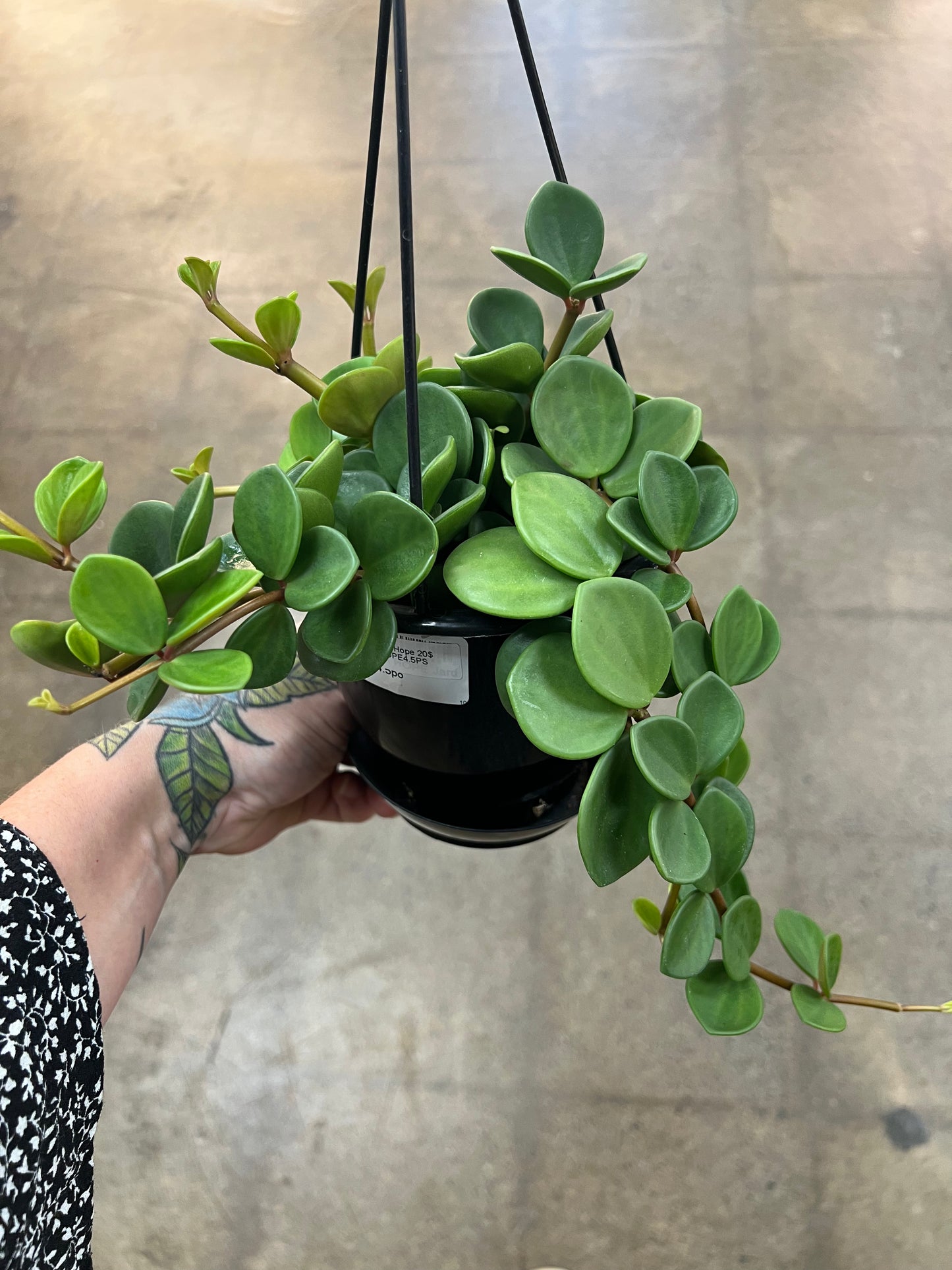 Peperomia Hope