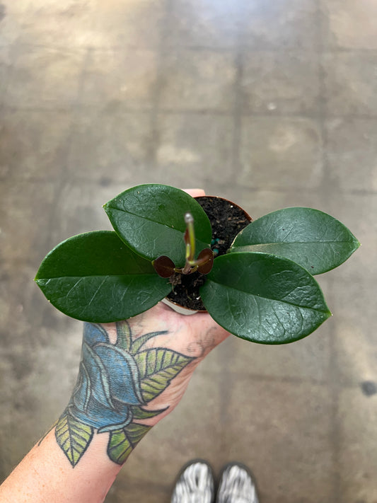 Hoya Australis