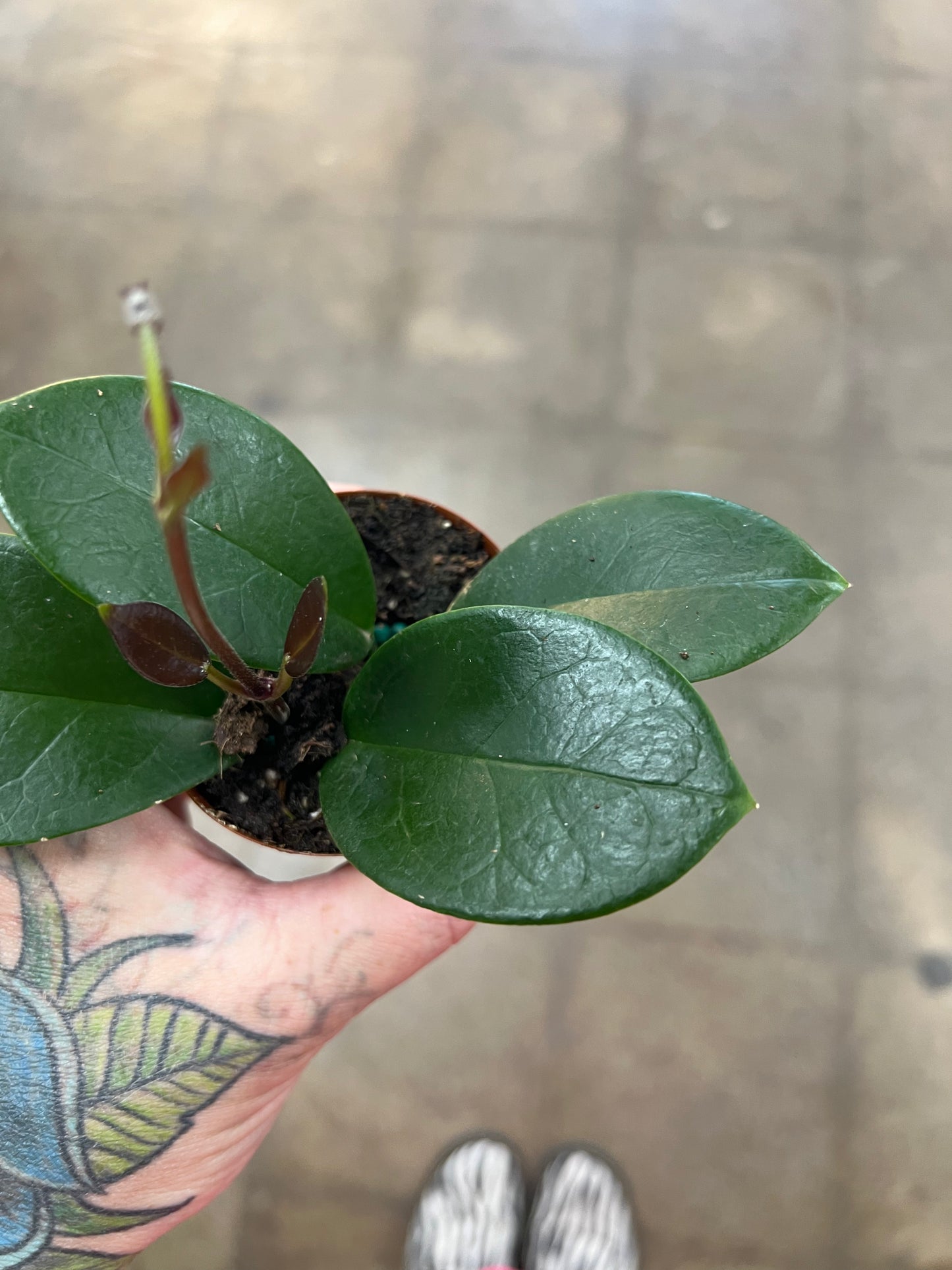 Hoya Australis