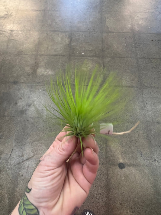 Tillandsia Andreana