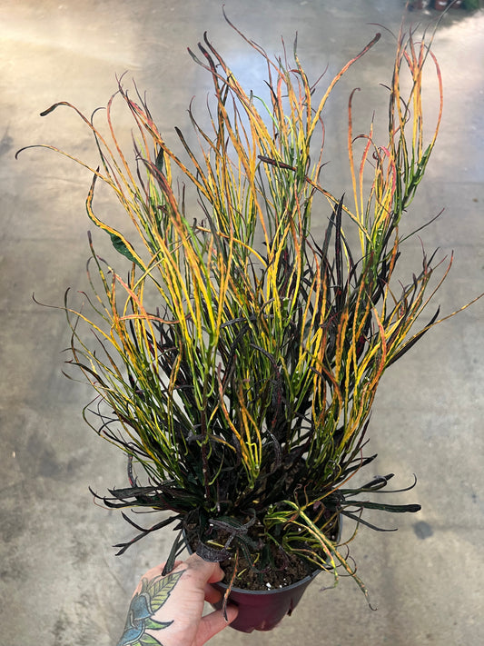 Croton Picasso Paintbrush