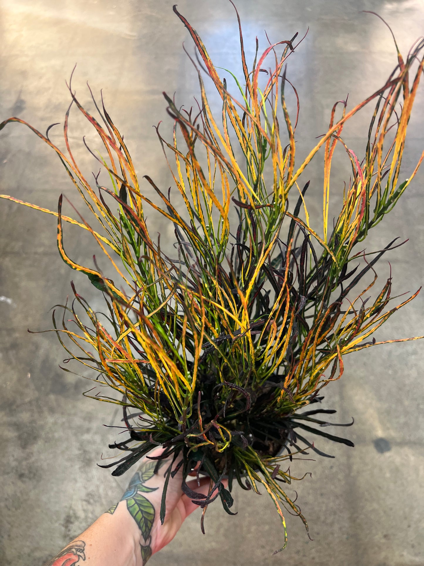 Croton Picasso Paintbrush