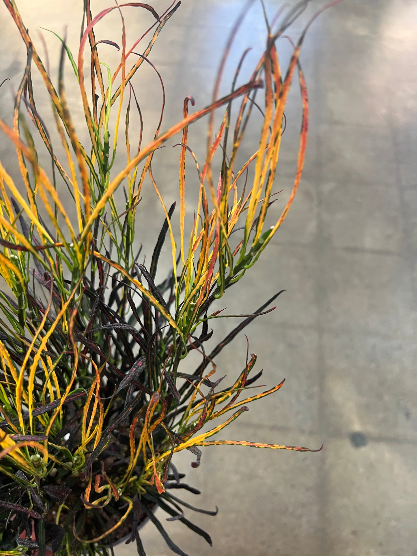 Croton Picasso Paintbrush