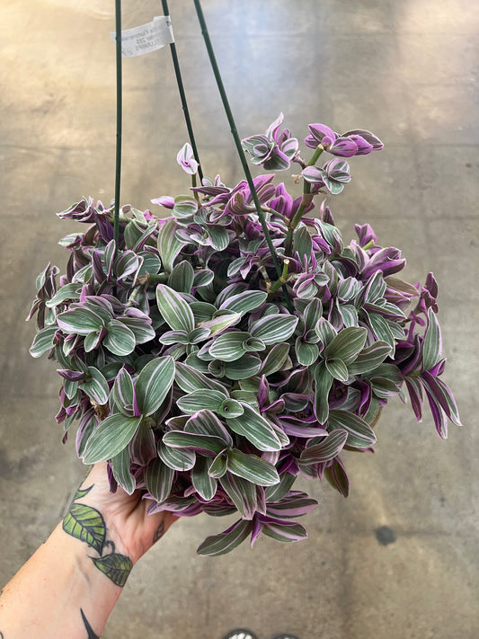 Tradescantia Fluminensis Lavender
