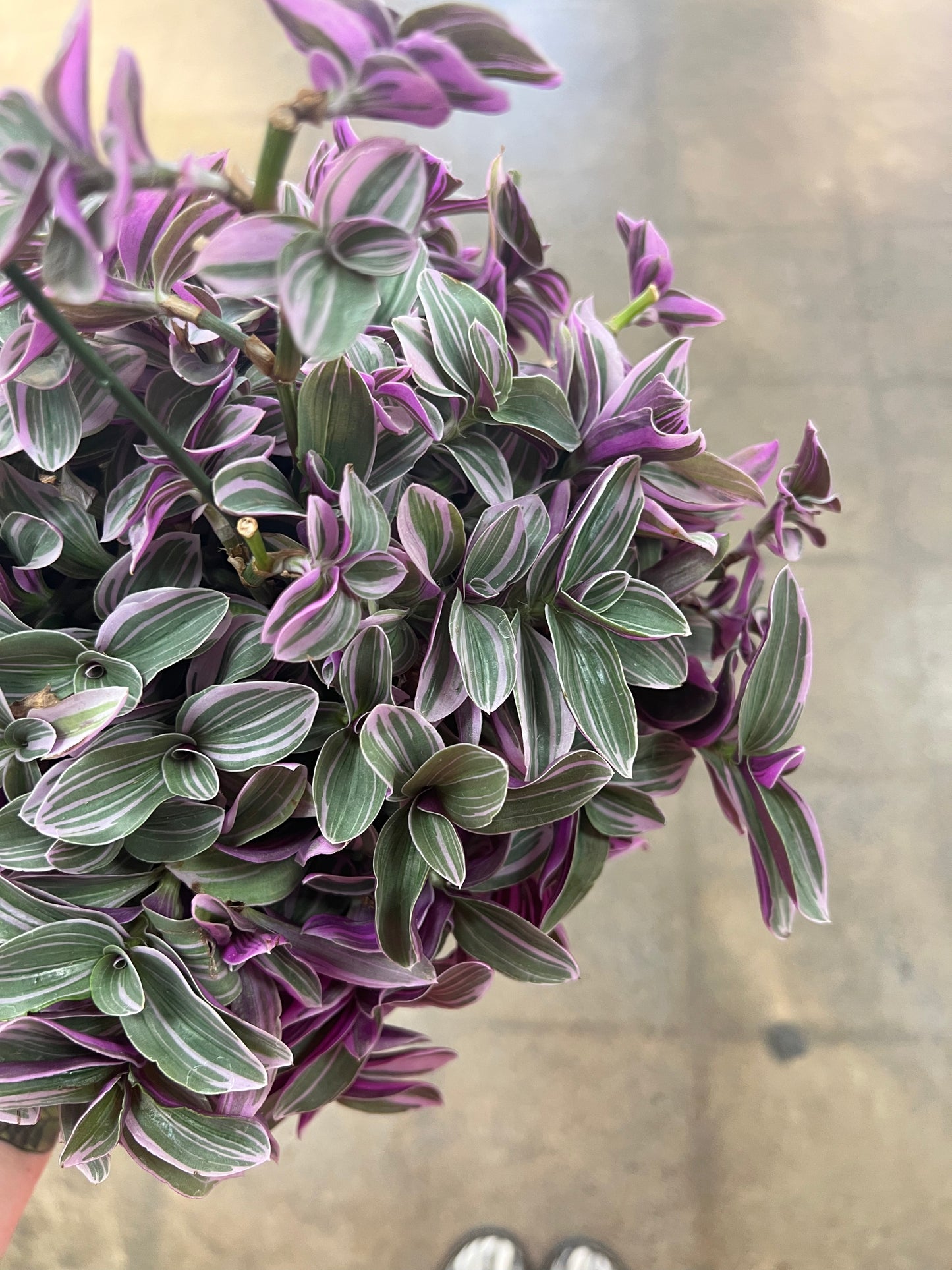 Tradescantia Fluminensis Lavender