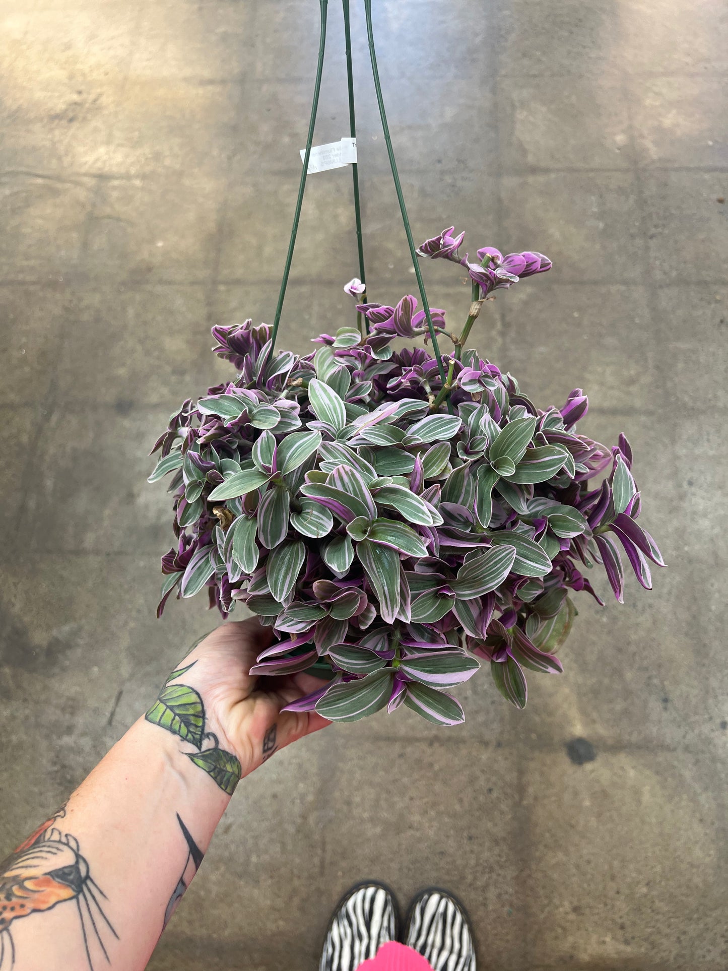 Tradescantia Fluminensis Lavender