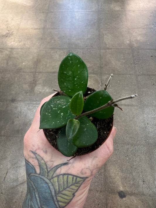 Hoya Mathilde