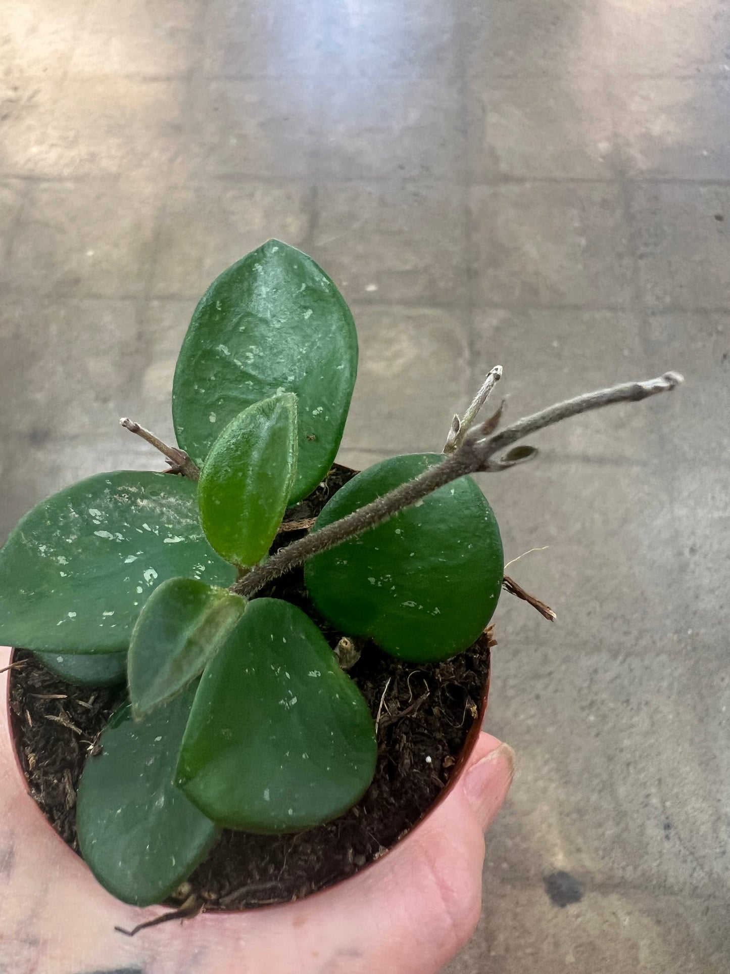 Hoya Mathilde
