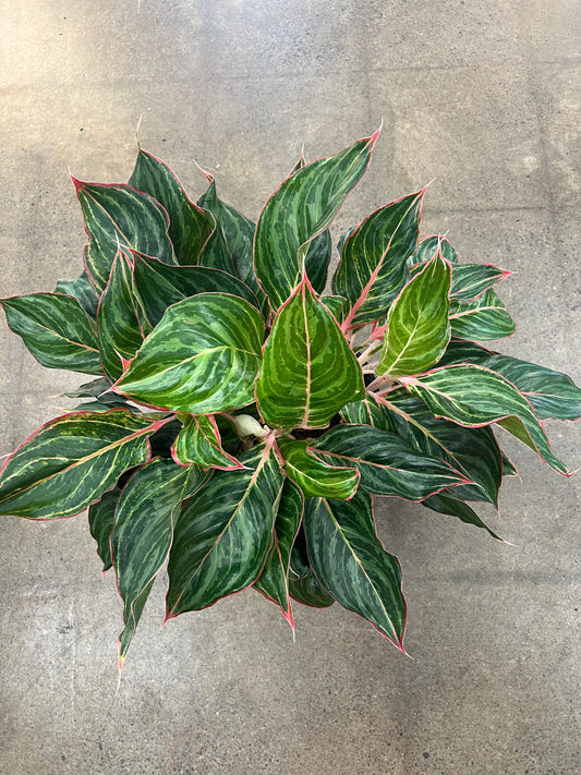 Aglaonema Moonshine Miles