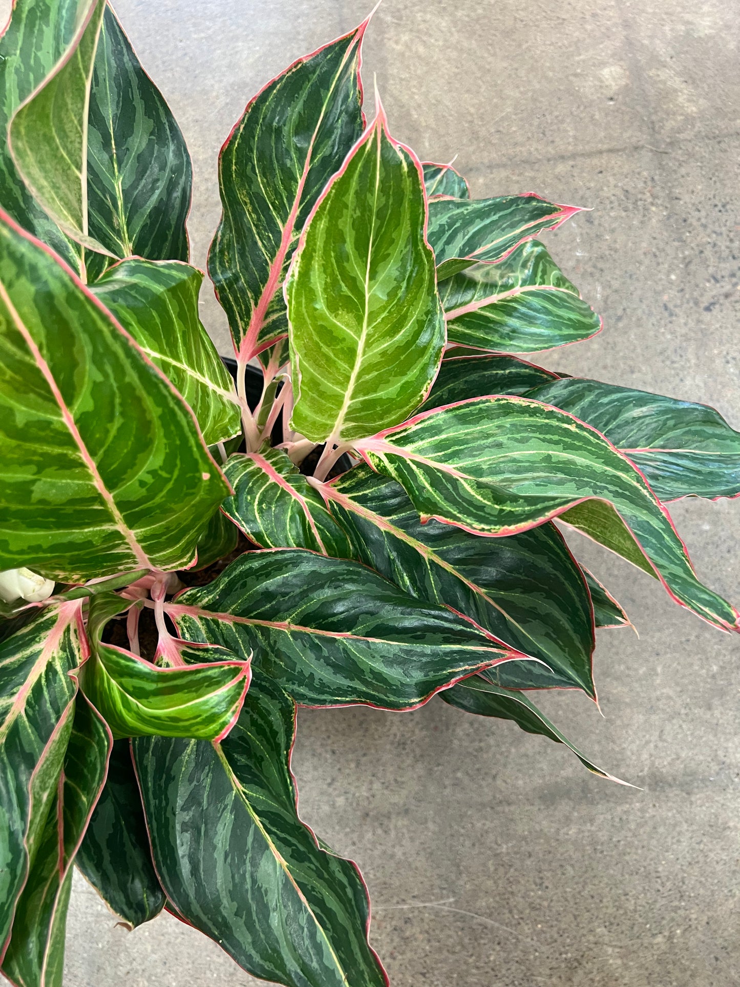 Aglaonema Moonshine Miles