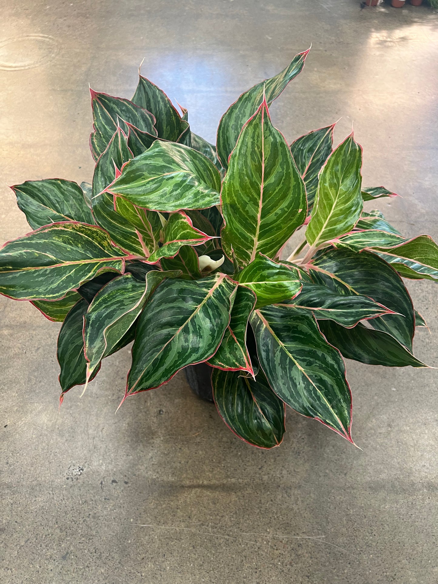 Aglaonema Moonshine Miles