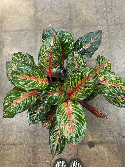 Aglaonema Garnet Coltrane