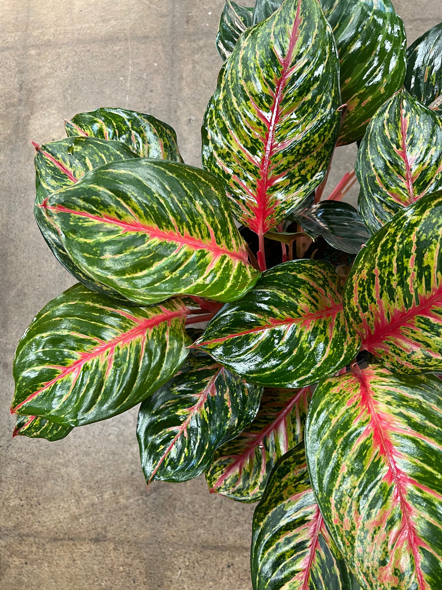 Aglaonema Garnet Coltrane