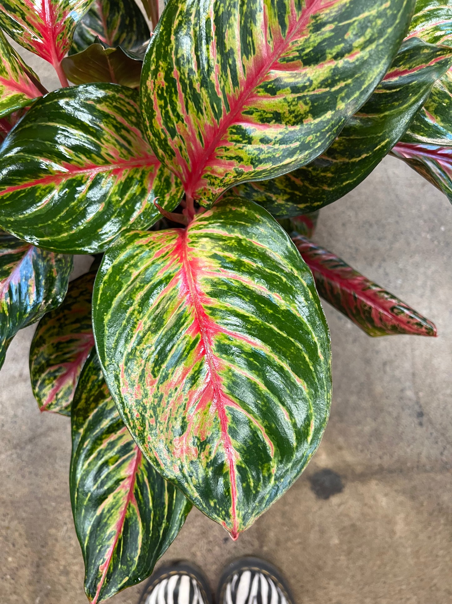 Aglaonema Garnet Coltrane