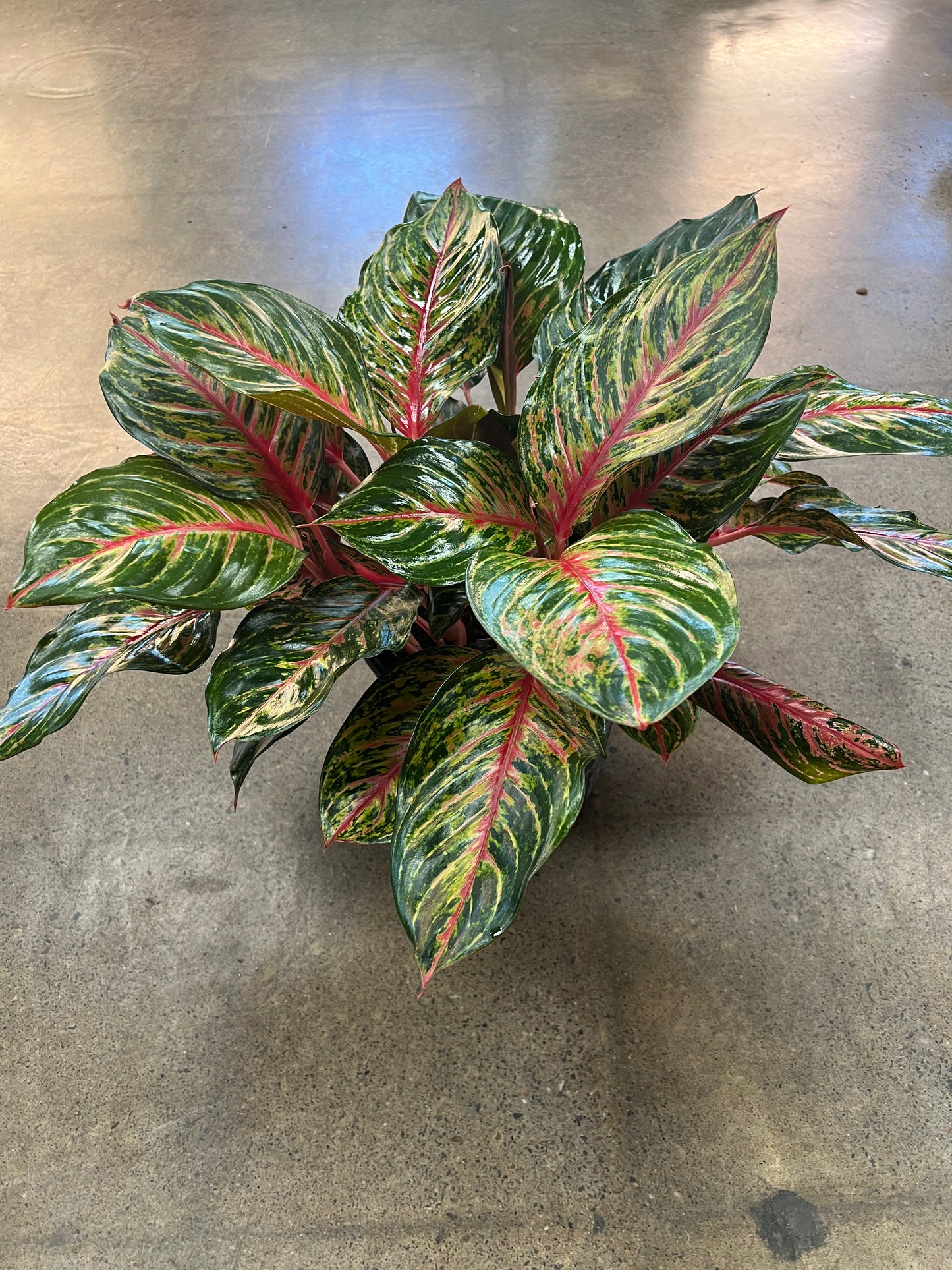 Aglaonema Garnet Coltrane