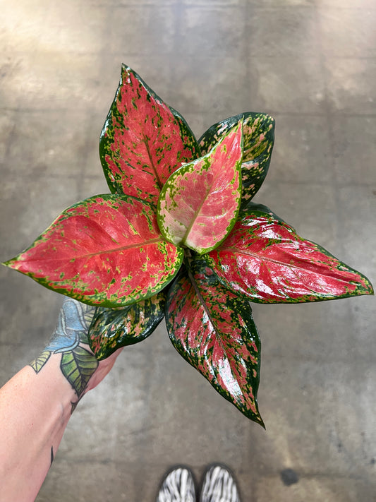 Aglaonema Black Maroon