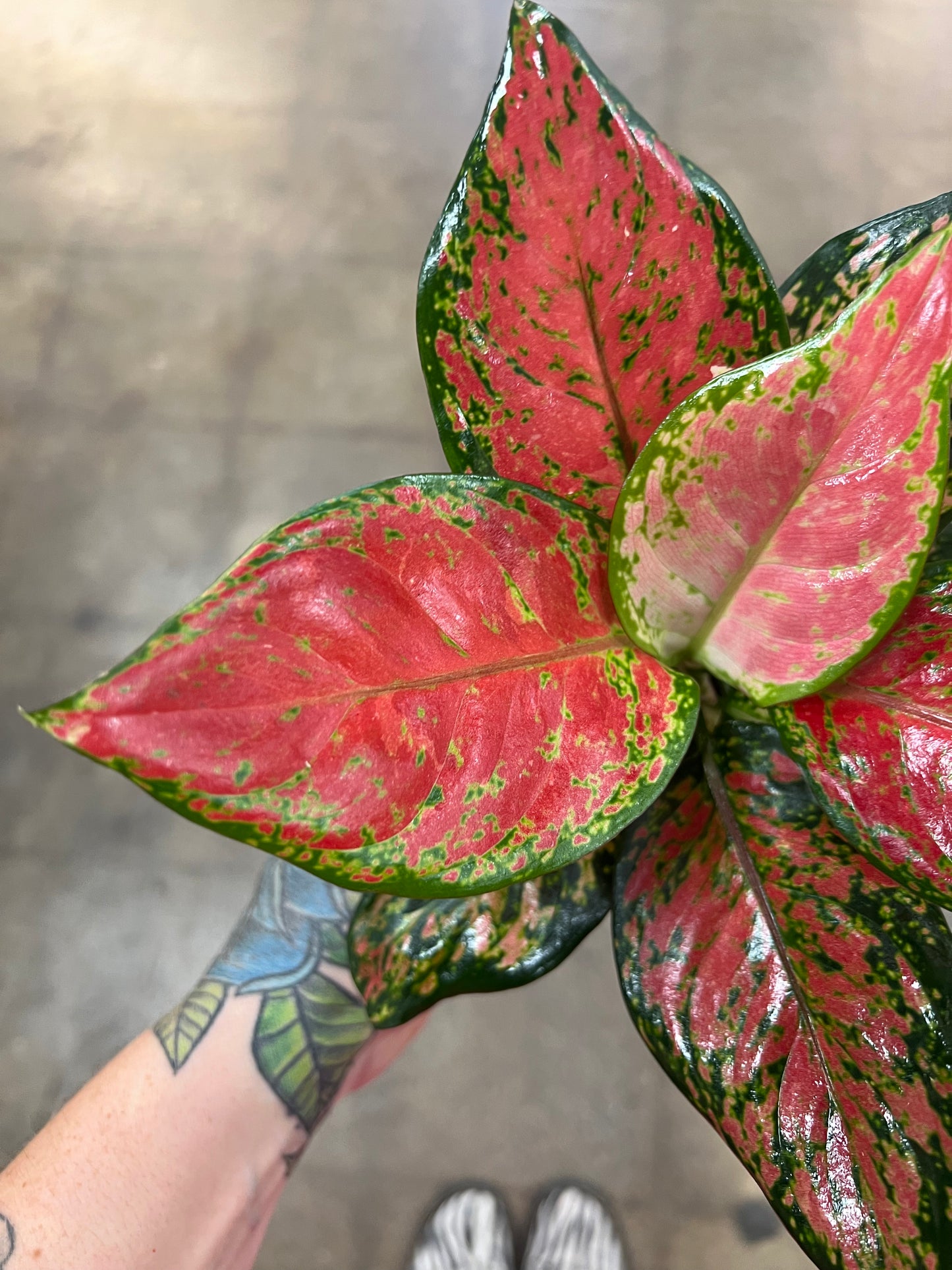 Aglaonema Black Maroon