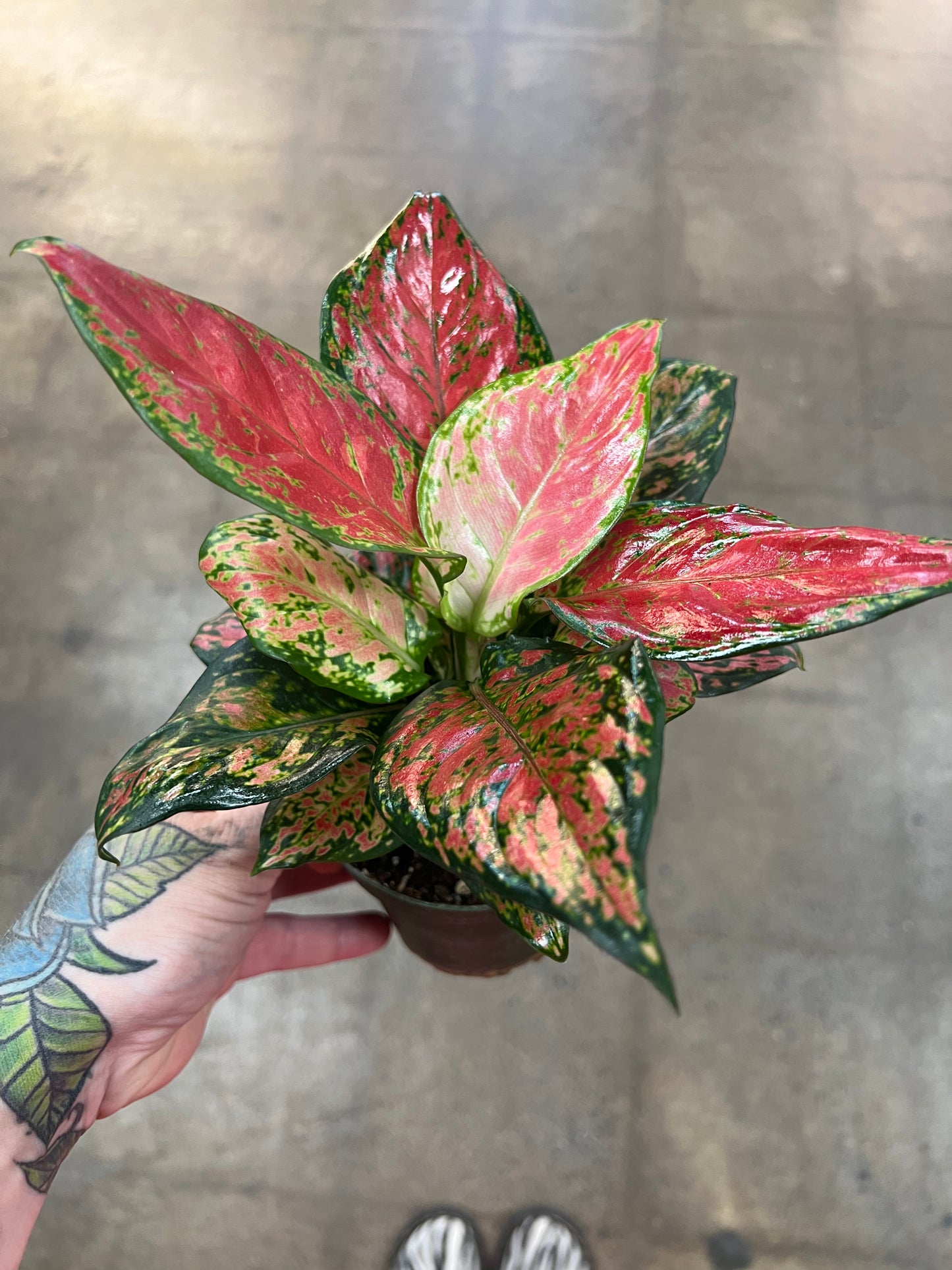 Aglaonema Black Maroon