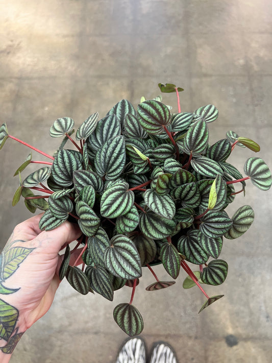 Peperomia Piccolo Banda