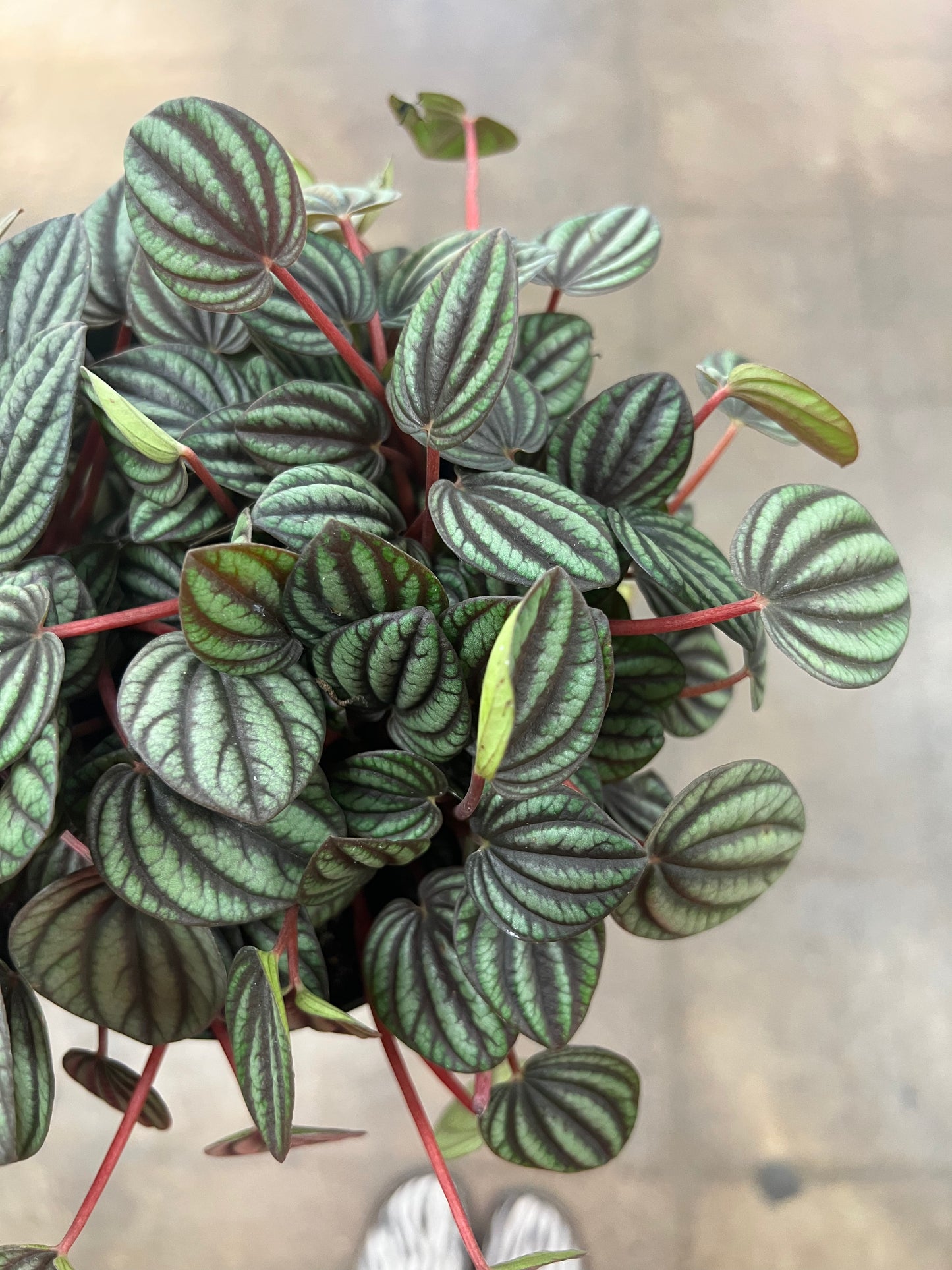 Peperomia Piccolo Banda