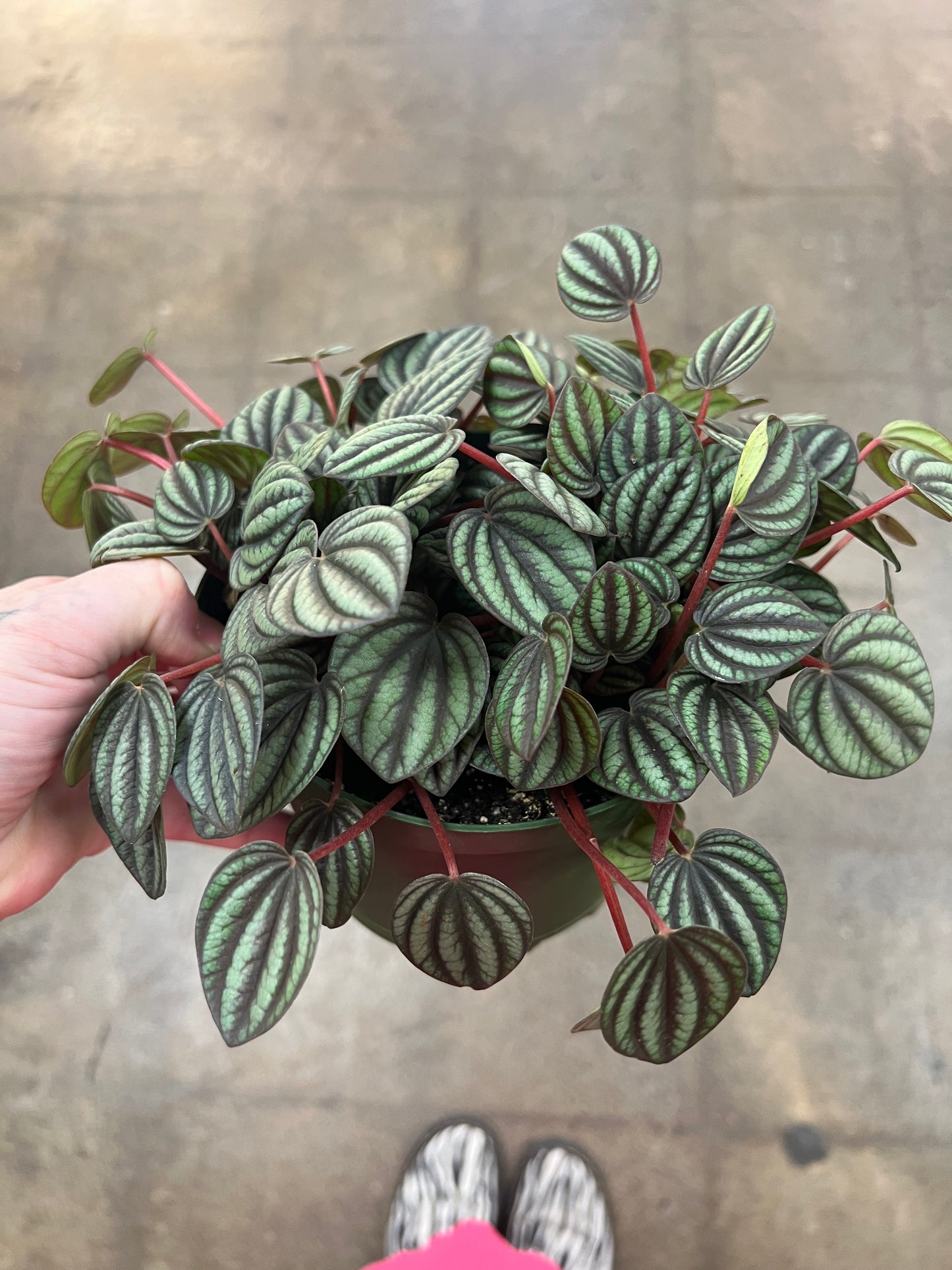 Peperomia Piccolo Banda