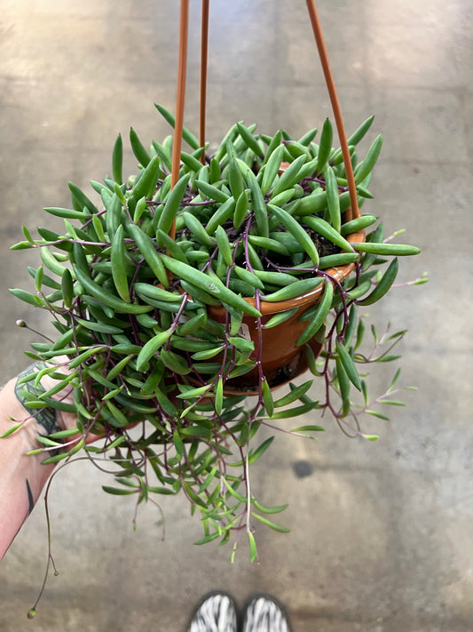 Senecio Ruby Necklace