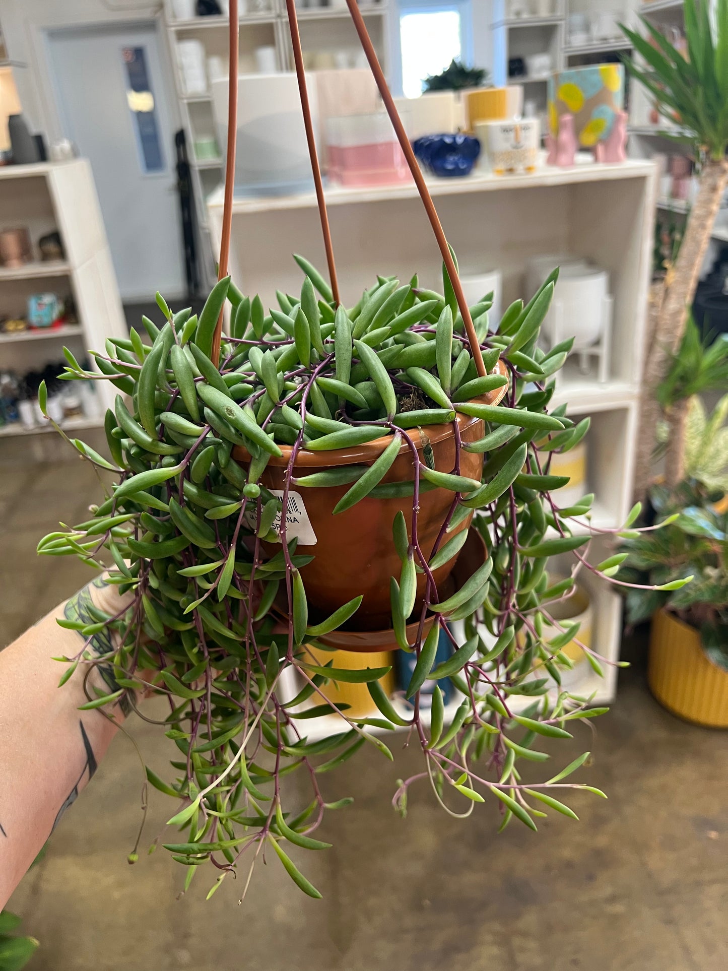 Senecio Ruby Necklace