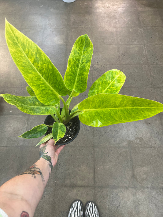 Philodendron Calkins