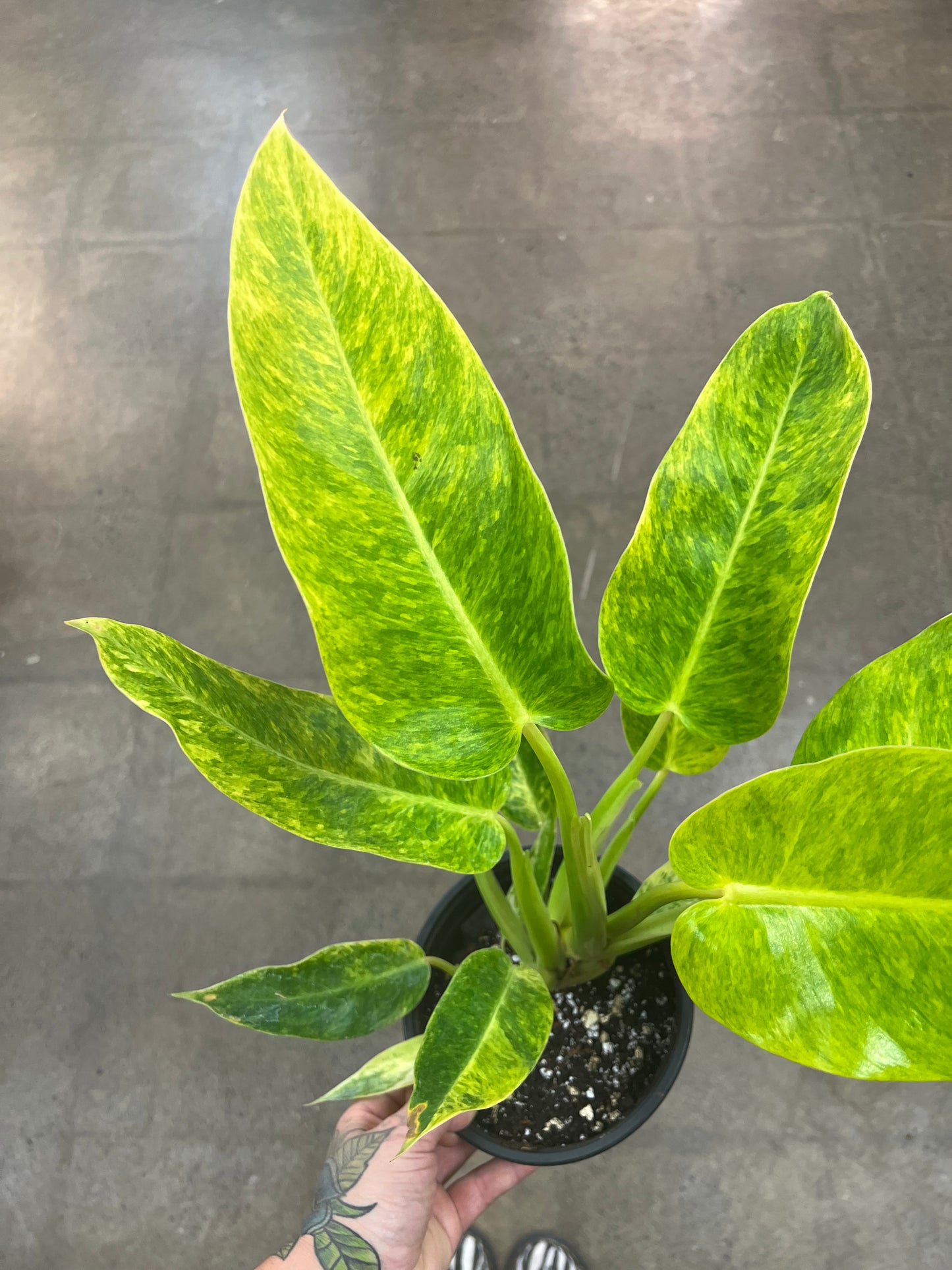 Philodendron Calkins