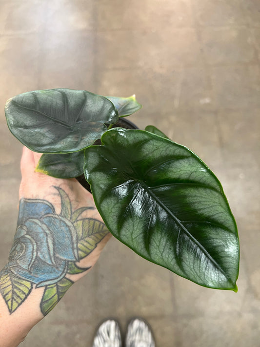 Alocasia Reversa