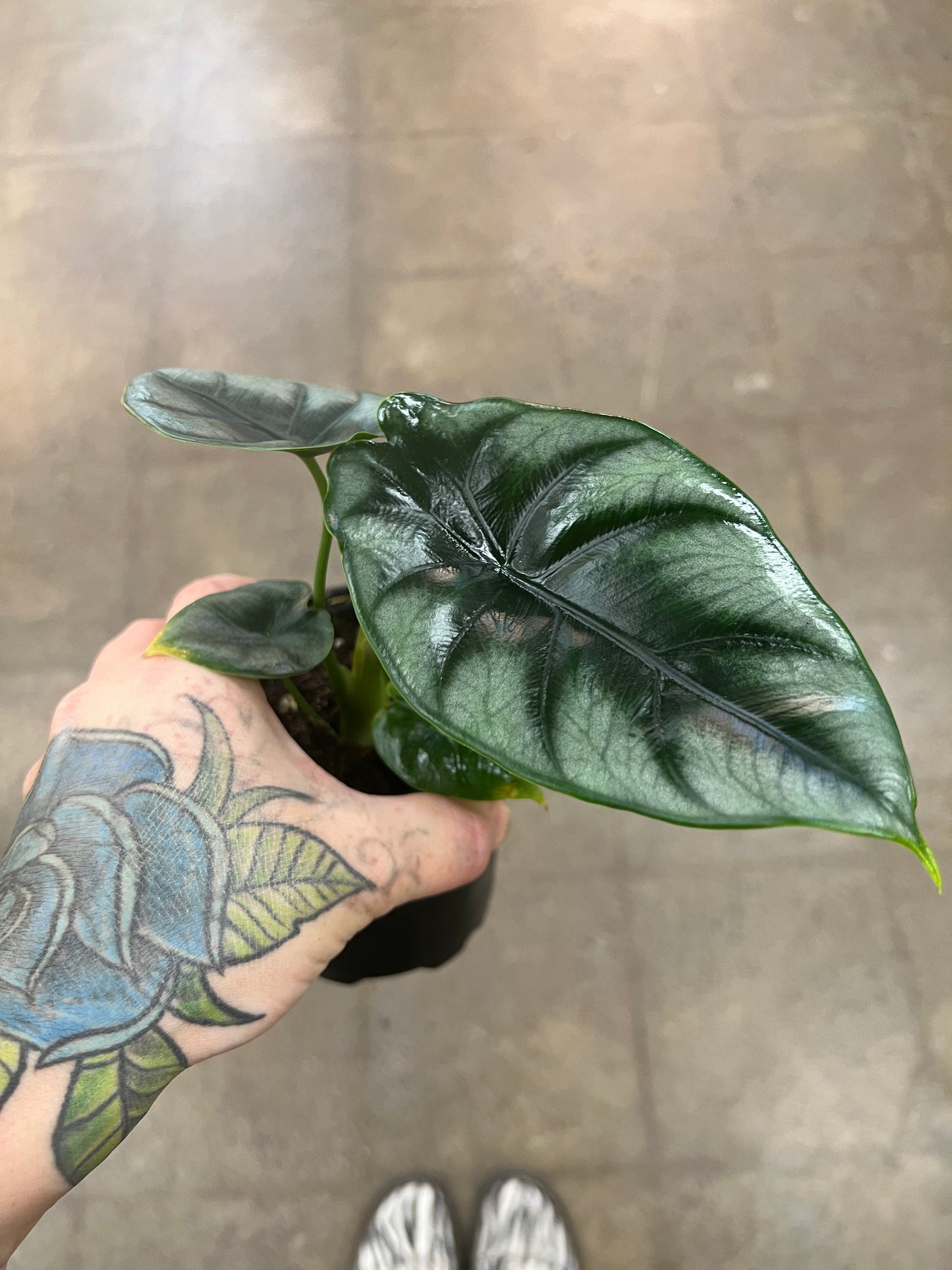 Alocasia Reversa
