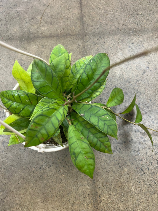 Hoya Callistophylla