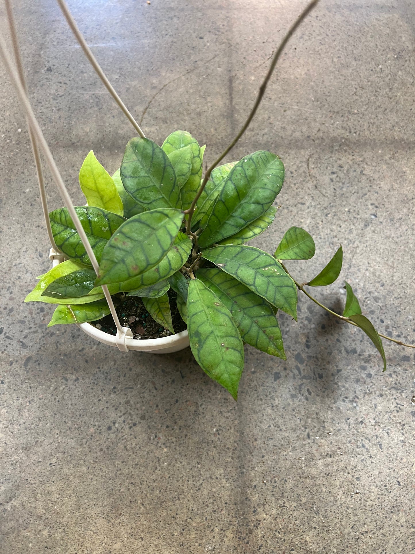 Hoya Callistophylla