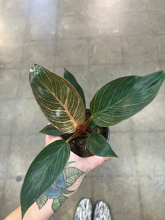 Philodendron Pink Birkin