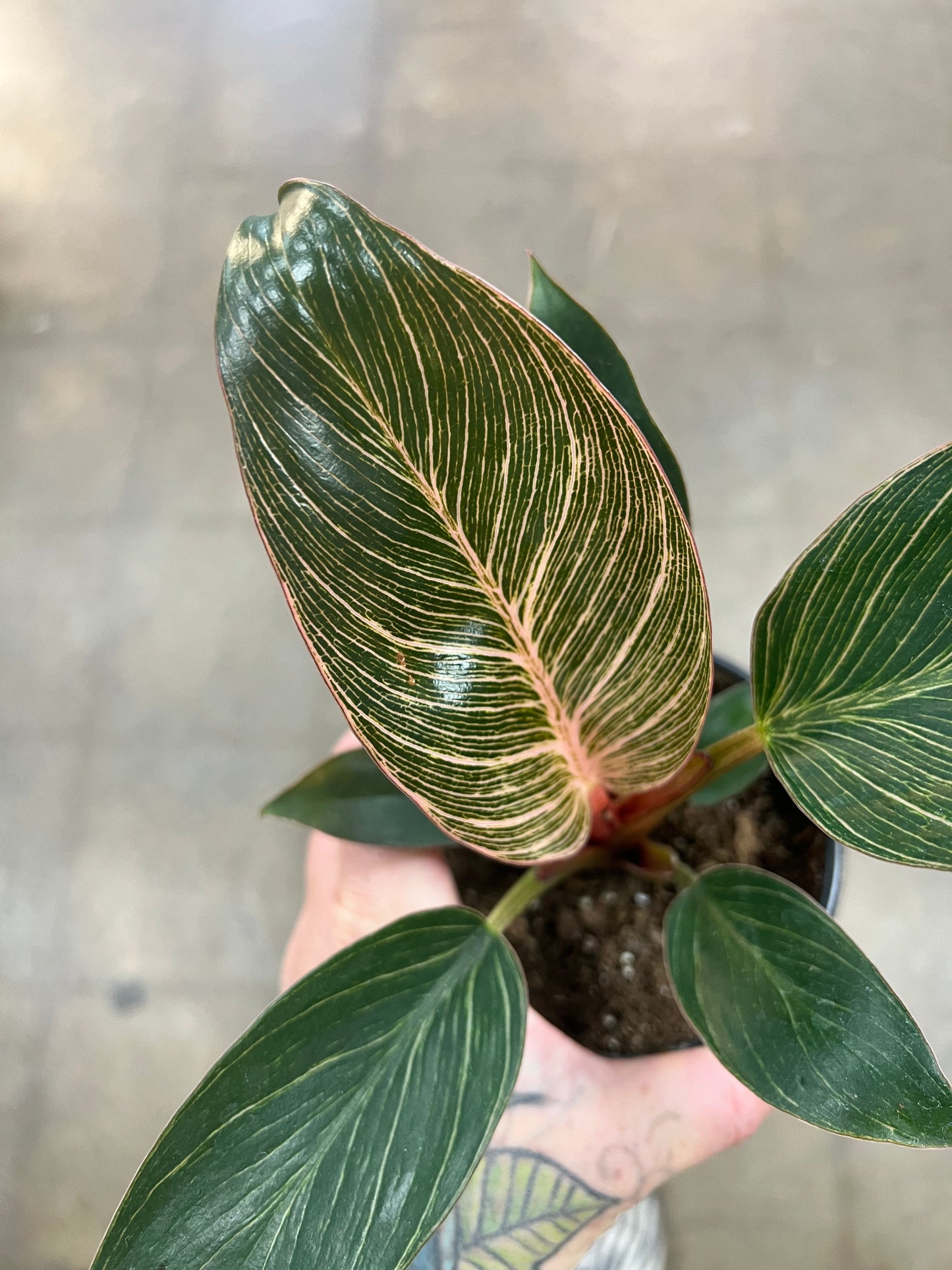 Philodendron Pink Birkin