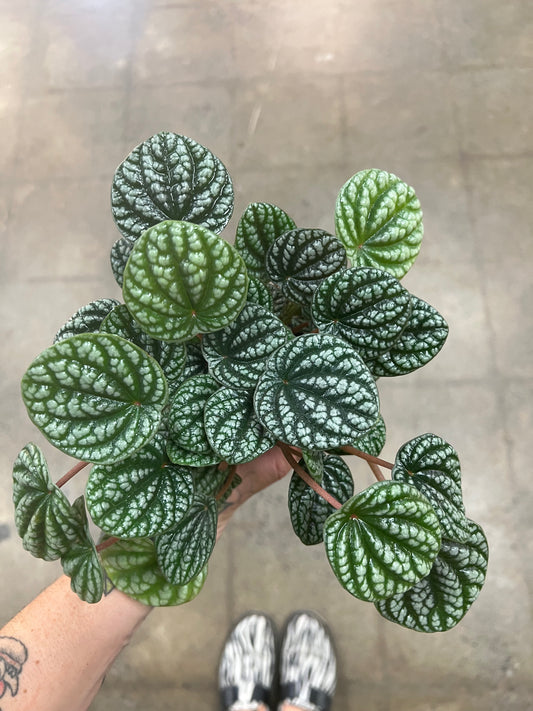 Peperomia Burbella