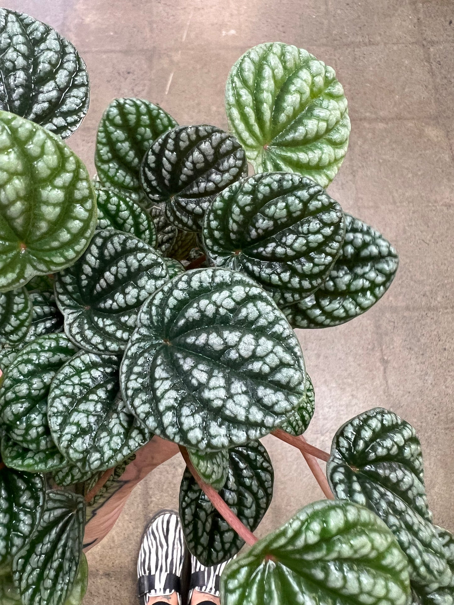 Peperomia Burbella
