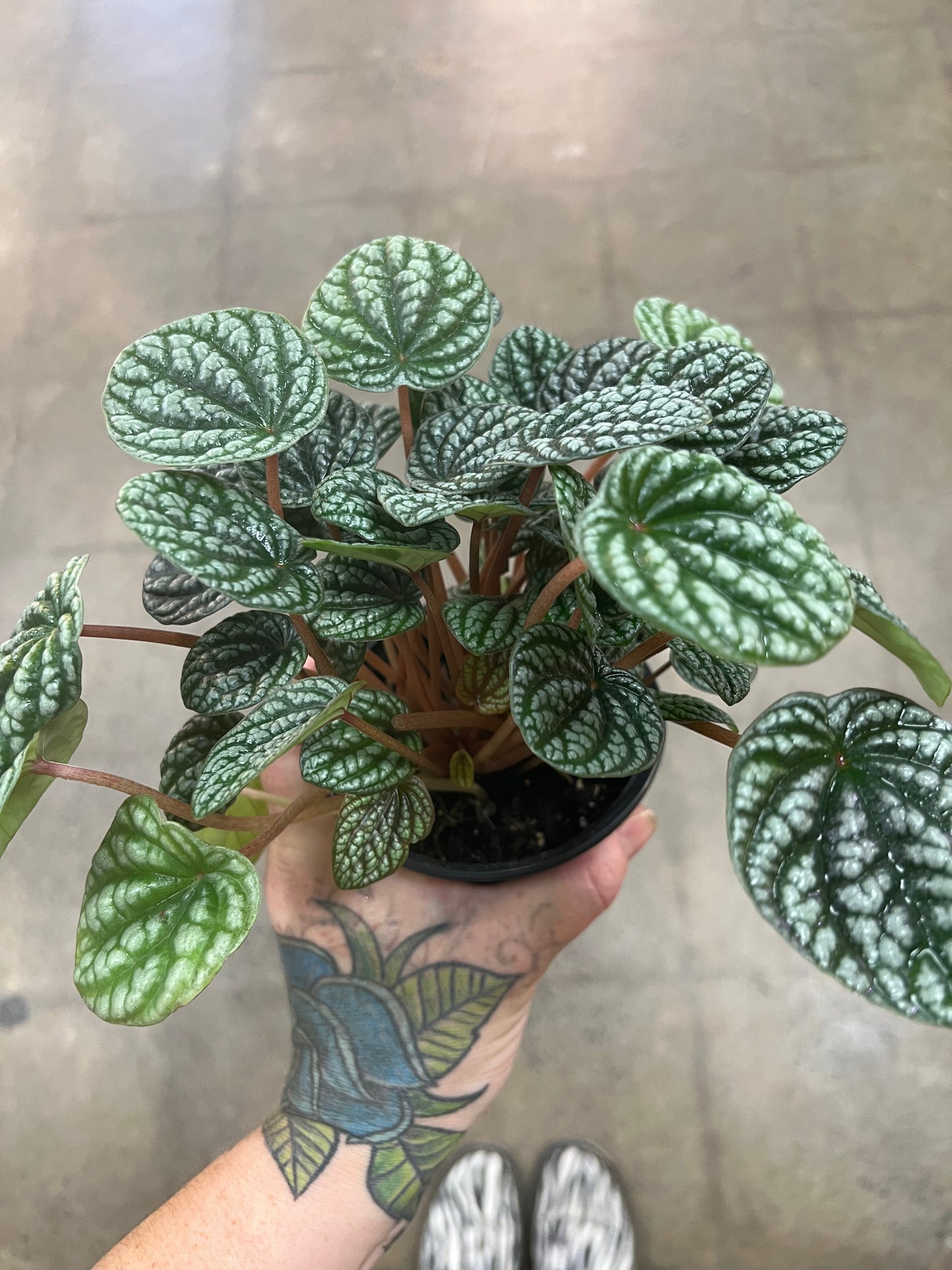 Peperomia Burbella