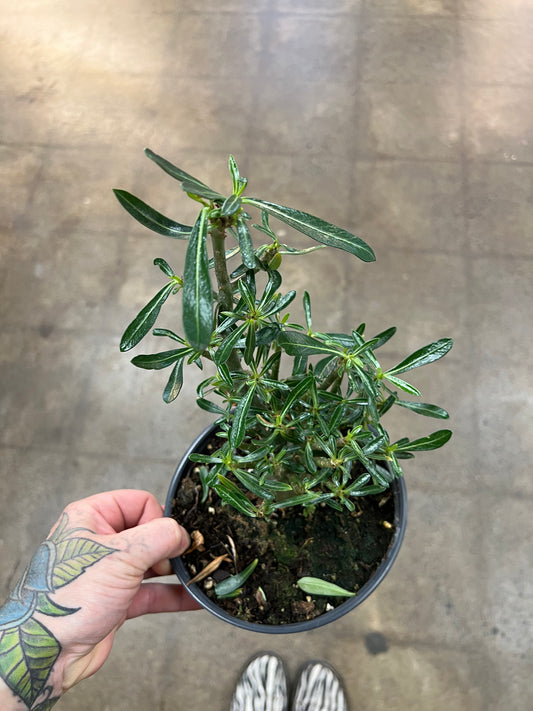Adenium Desert Rose du Désert
