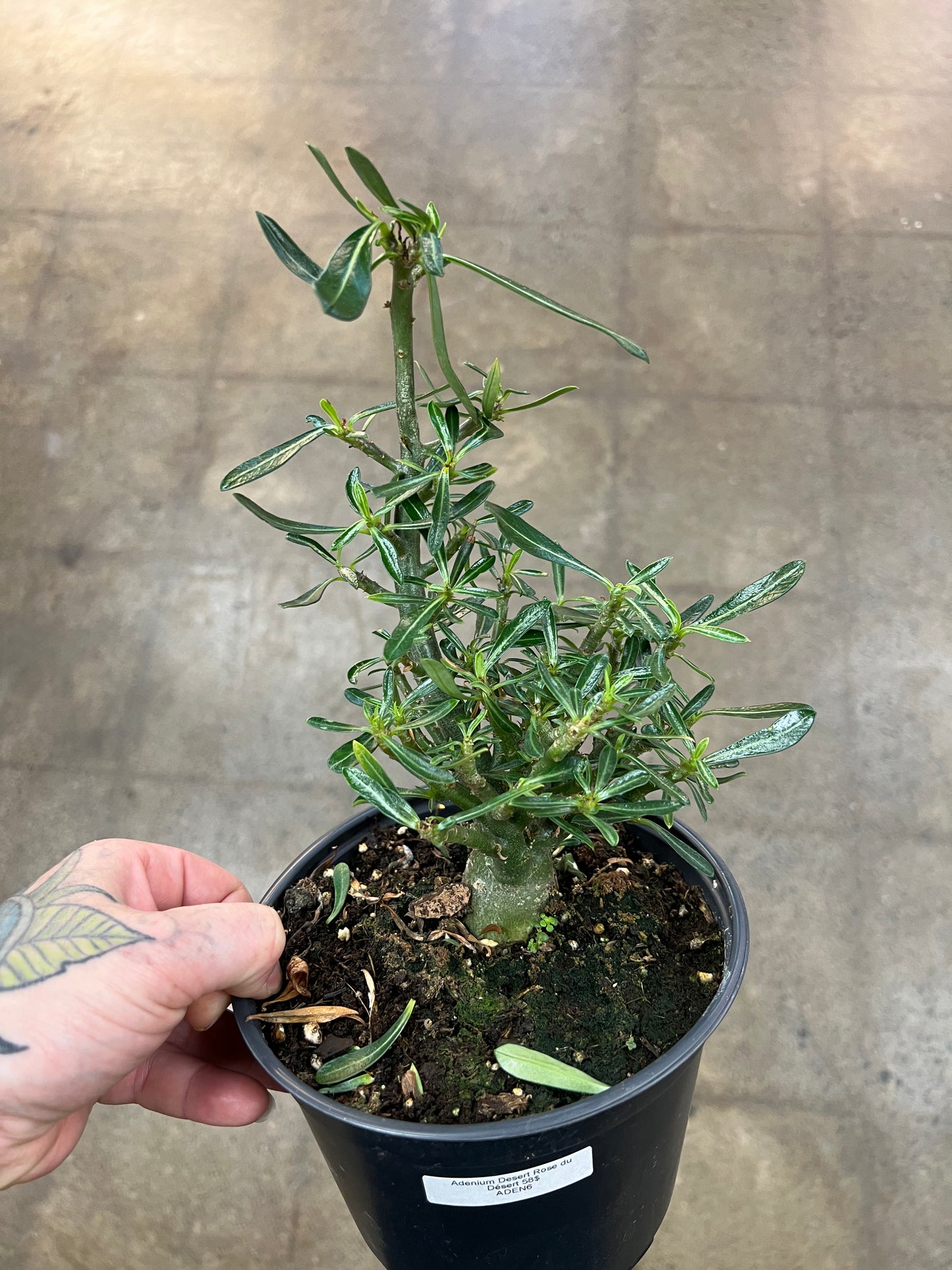 Adenium Desert Rose