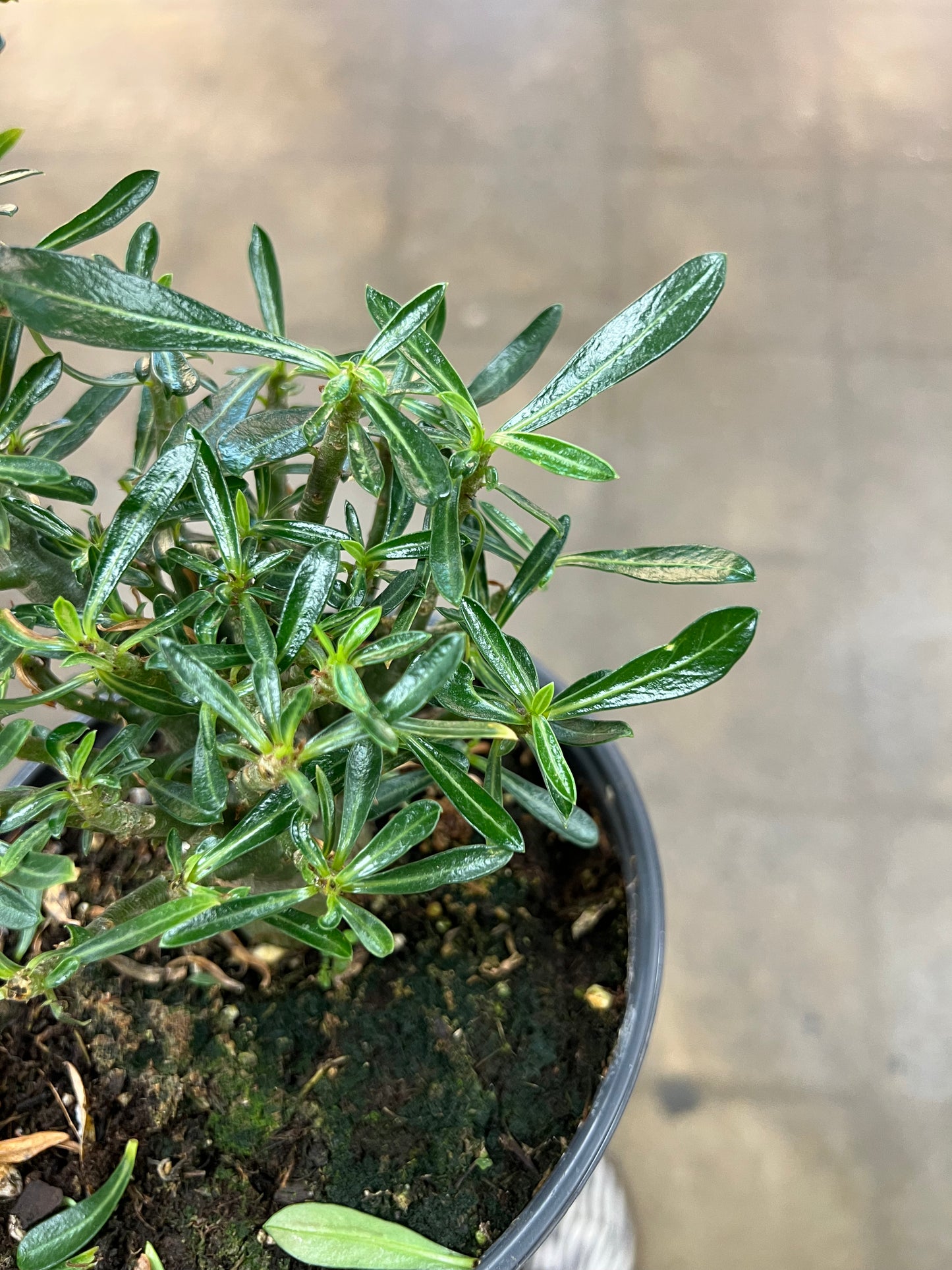 Adenium Desert Rose