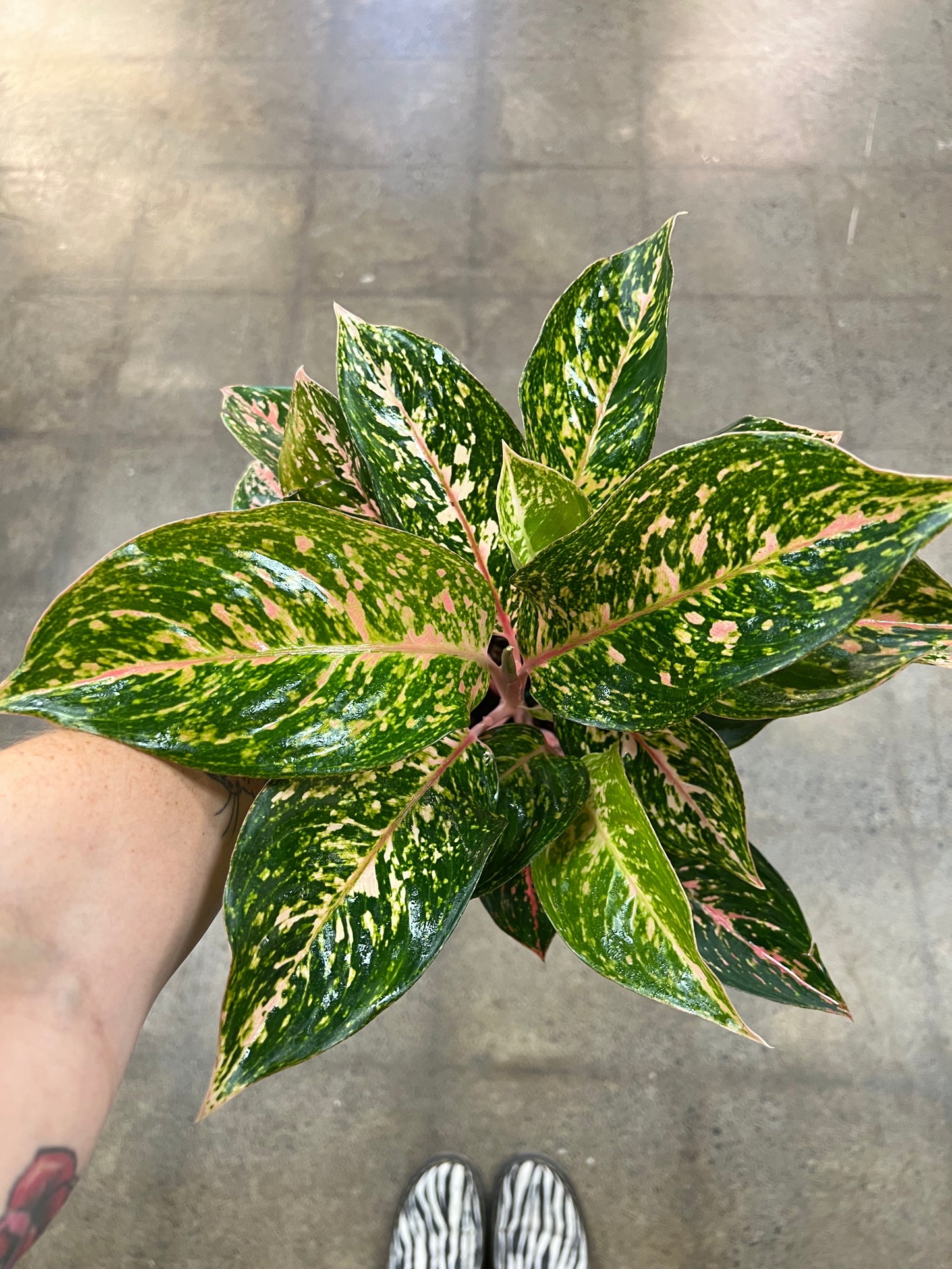 Aglaonema Chanel