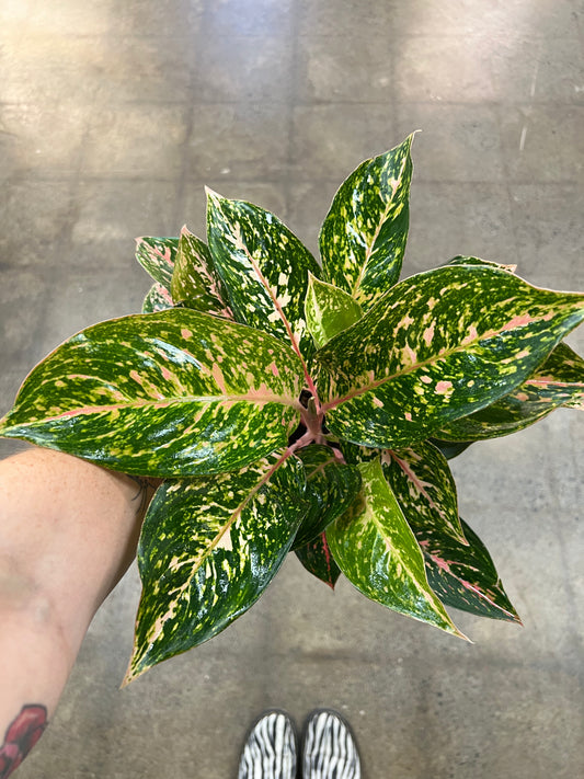 Aglaonema Chanel