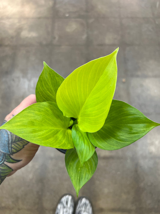 Homalonema Golden