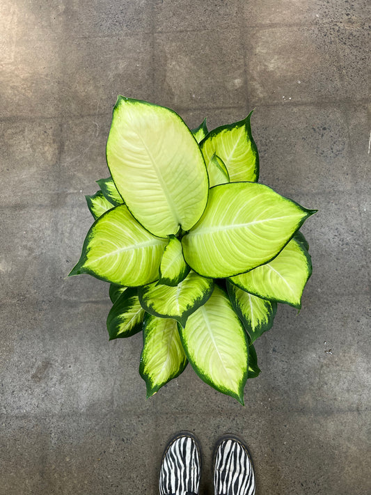 Dieffenbachia Tropic Marianne