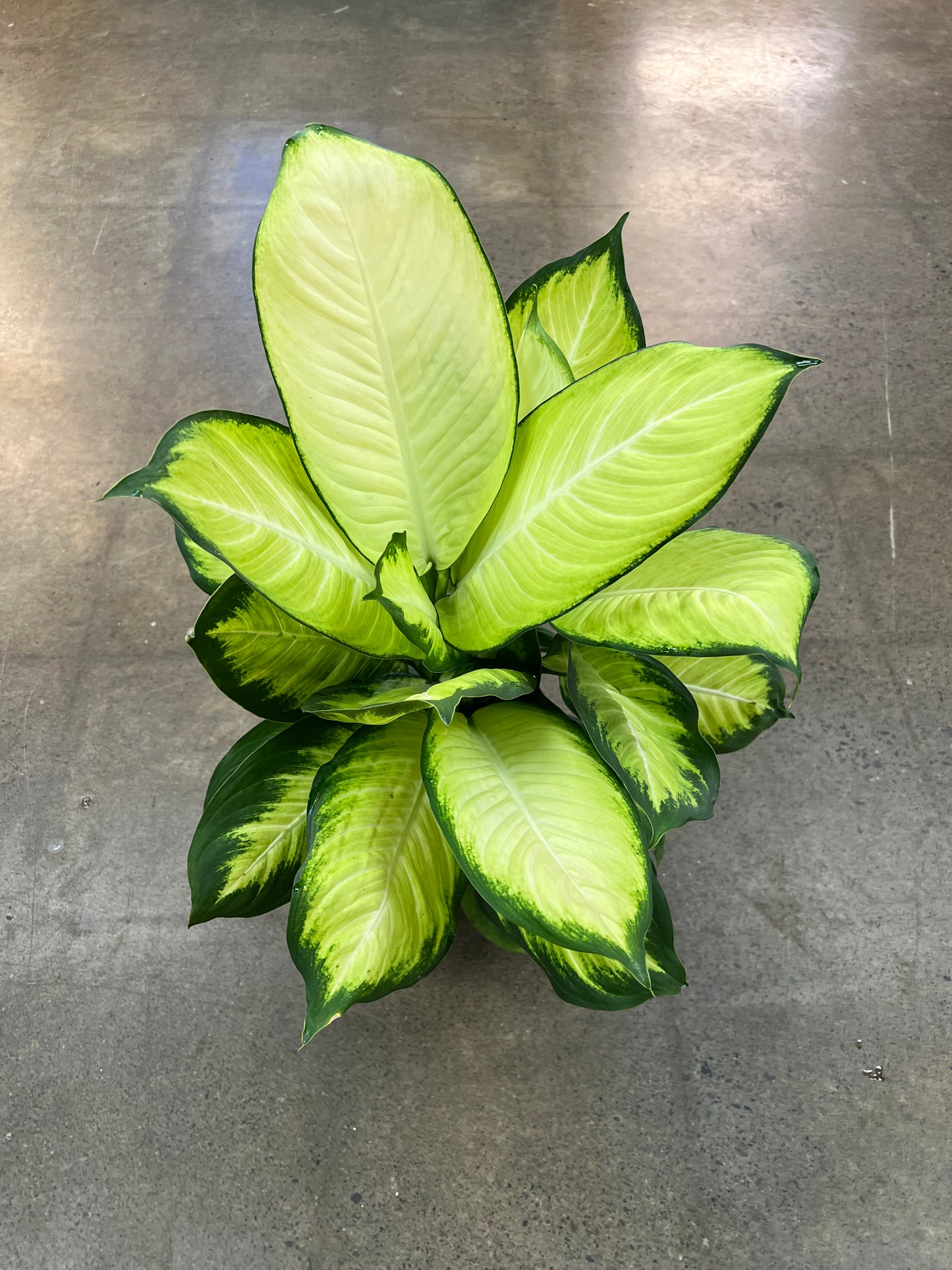 Dieffenbachia Tropic Marianne