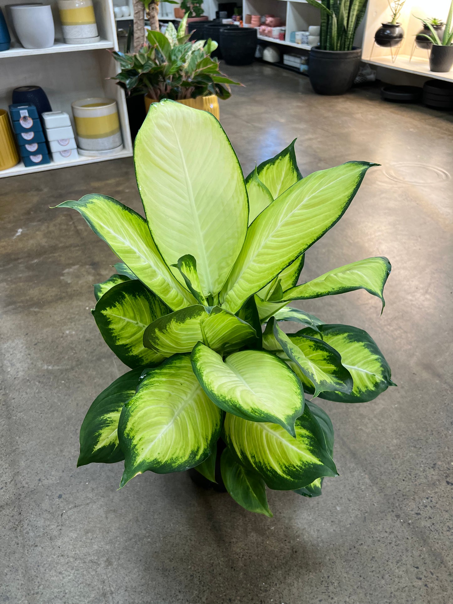 Dieffenbachia Tropic Marianne