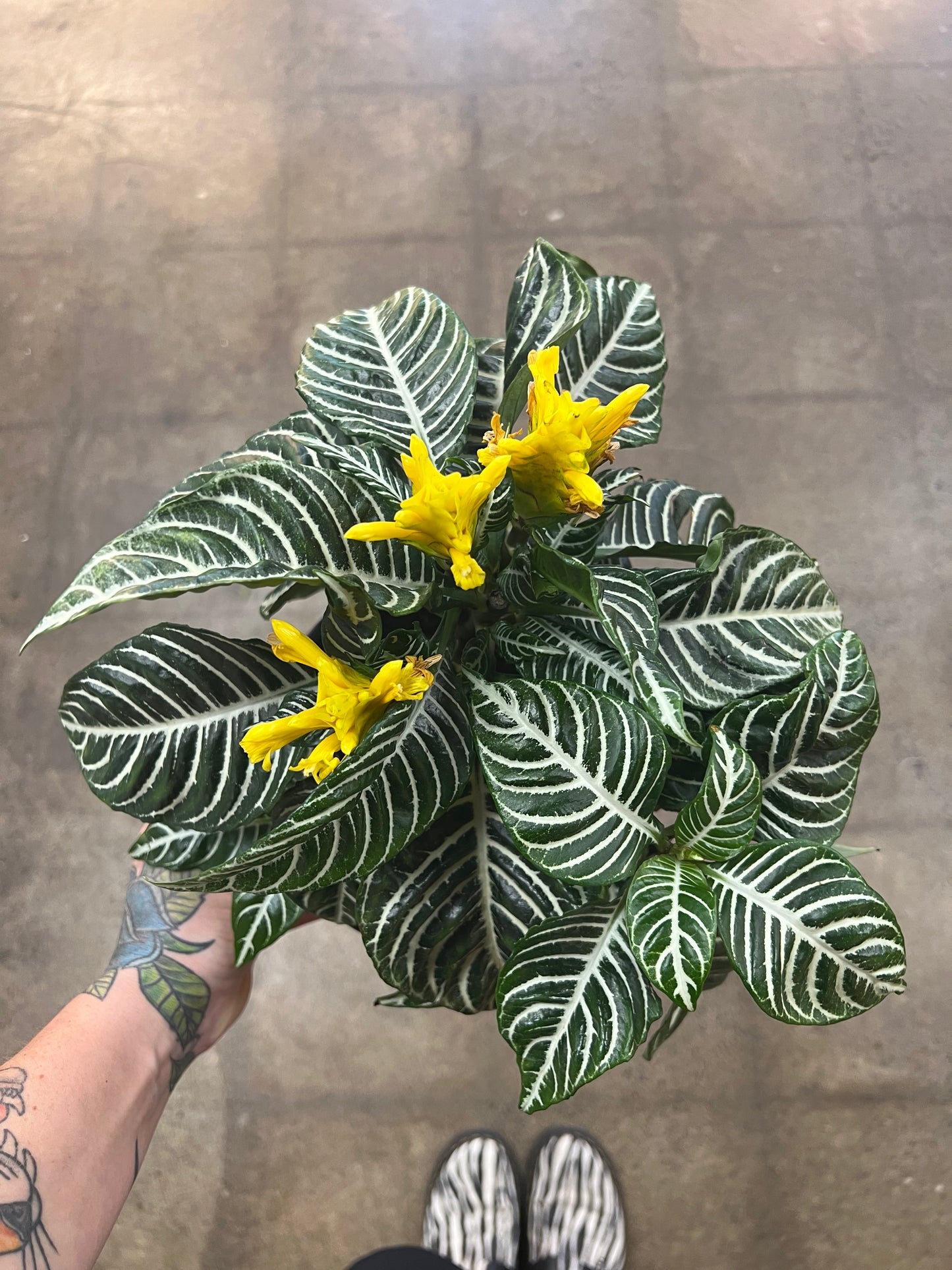 Aphelandra Dania