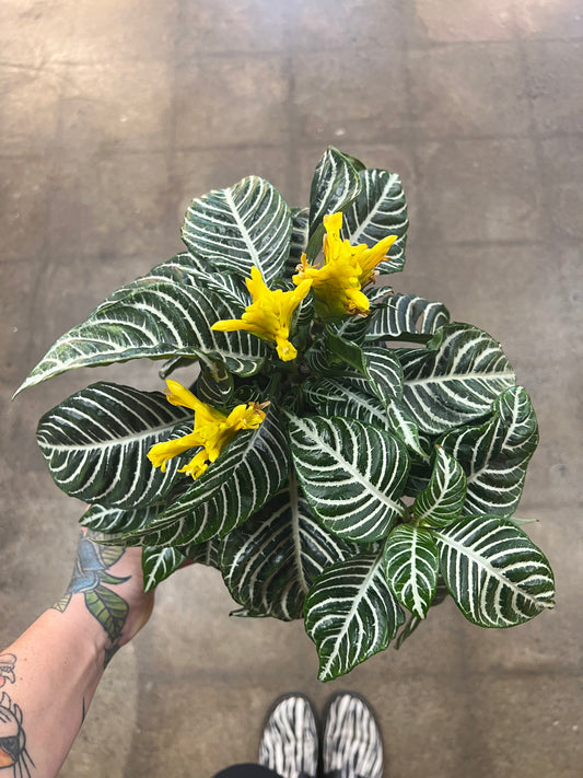 Aphelandra Dania